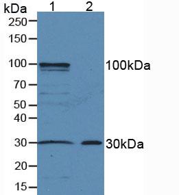 Western Blot; Sample: Recombinant AREG, Human.