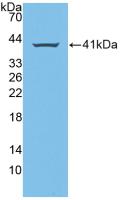 Amphiregulin (AREG) Polyclonal Antibody - image 3
