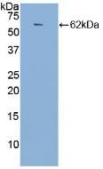 Angiotensin I Converting Enzyme (ACE) Polyclonal Antibody - image 3