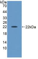 Activin A (ACVA) Polyclonal Antibody - image 2