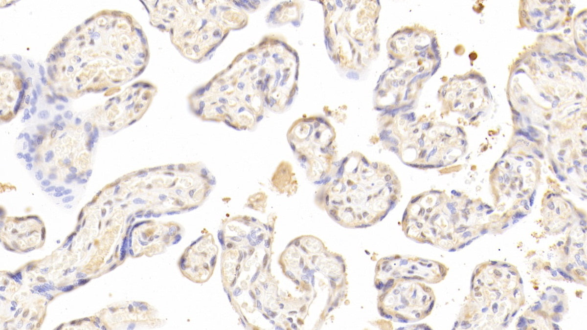 Activin A (ACVA) Polyclonal Antibody - image 4