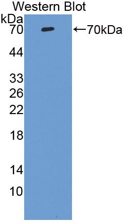 Western Blot; Sample: Human Serum; ; Primary Ab: 1µg/ml Rabbit Anti-Human VTN Antibody; Second Ab: 0.2µg/mL HRP-Linked Caprine Anti-Rabbit IgG Polyclonal Antibody;