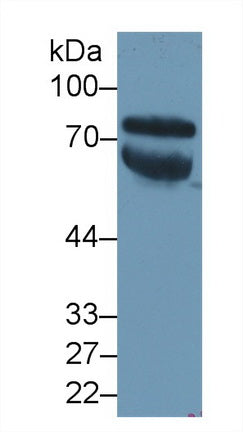 Used in DAB staining on fromalin fixed paraffin- embedded Kidney tissue