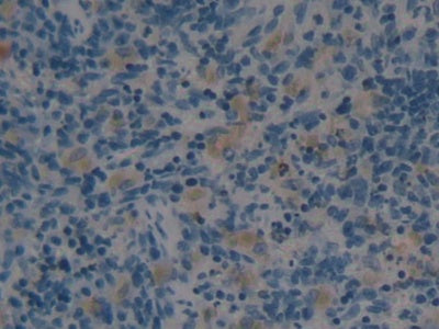 Angiotensin 1-7 (Ang1-7) Polyclonal Antibody - image 3