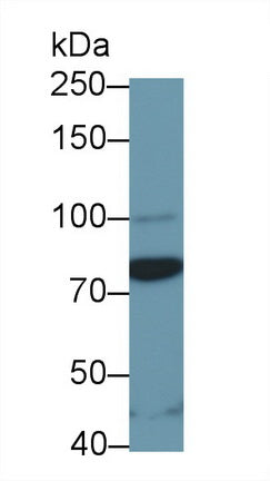 Western Blot; Sample: Rat Serum; Primary Ab: 1μg/ml Rabbit Anti-Multi-species STAT3 Antibody; Second Ab: 0.2µg/mL HRP-Linked Caprine Anti-Rabbit IgG Polyclonal Antibody;