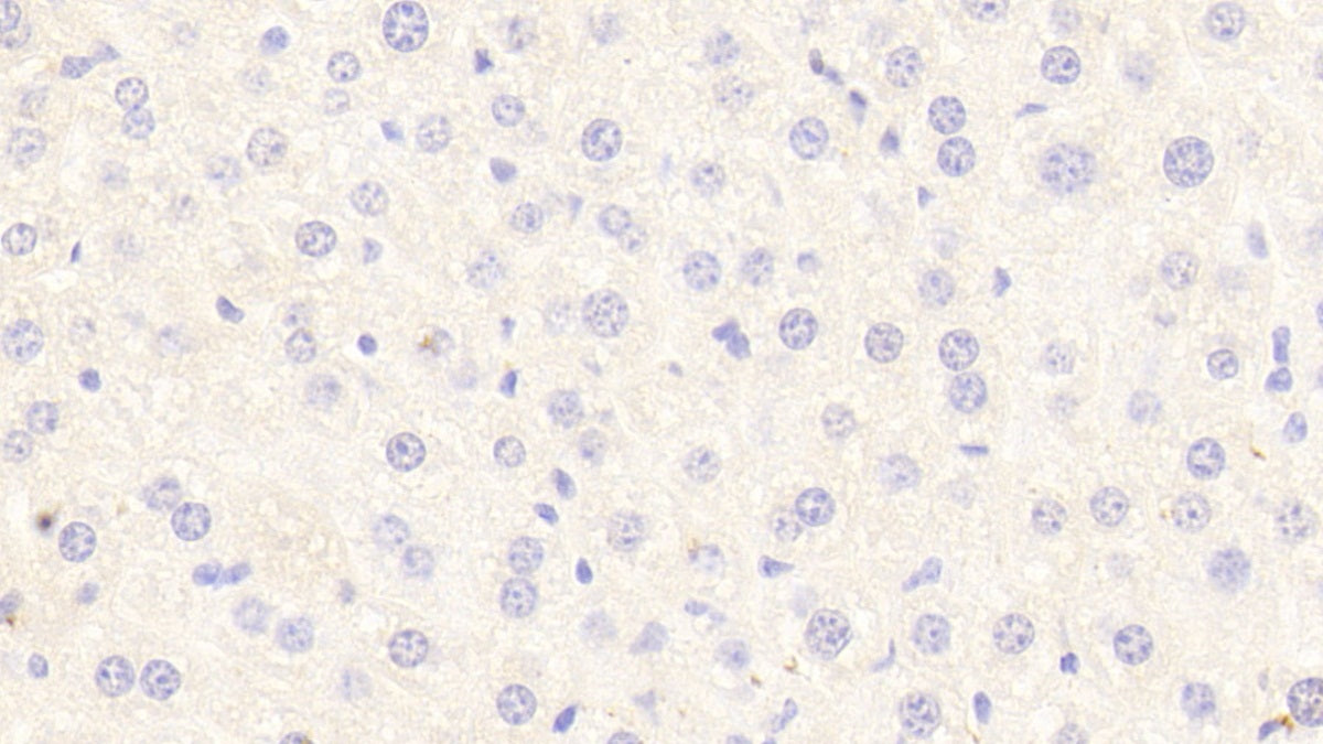 DAB staining on IHC-P; Samples: Mouse Cardiac Muscle Tissue;  Primary Ab: 20μg/ml Rabbit Anti-Multi-species STAT3 Antibody Second Ab: 2µg/mL HRP-Linked Caprine Anti-Rabbit IgG Polyclonal Antibody