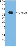Alkaline Phosphatase (ALP) Polyclonal Antibody - image 2