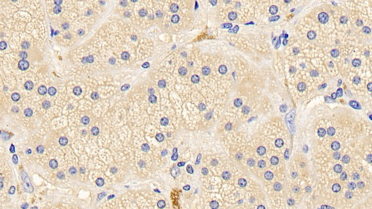 Bcl2 Associated X Protein (Bax) Polyclonal Antibody - image 5