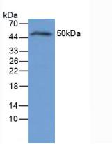 Western Blot; Sample: Recombinant IL6R, Rat.