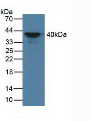 Western Blot; Sample: Recombinant aZGP1, Human.