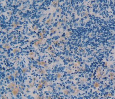 Angiotensin 1-7 (Ang1-7) Polyclonal Antibody - image 3