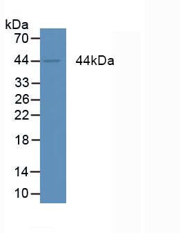 Western Blot; Sample: Lane1: Rat Serum; Lane2: Rat Plasma; Primary Ab: 2µg/mL Mouse Anti-Human AREG Antibody; Second Ab: 0.2µg/mL HRP-Linked Caprine Anti-Mouse IgG Polyclonal Antibody;