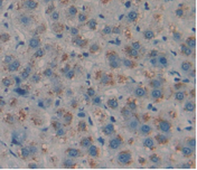 Amphiregulin (AREG) Monoclonal Antibody - image 5
