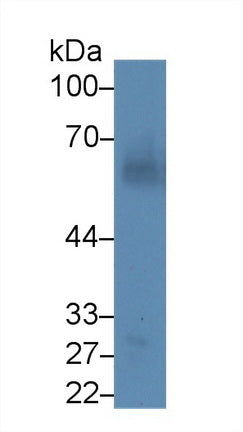 Western Blot; Sample: Lane1: Mouse Heart lysate; Lane2: Mouse Liver lysate; Primary Ab: 3µg/ml Mouse Anti-Human ANGPT1 Antibody; Second Ab: 0.2µg/mL HRP-Linked Caprine Anti-Mouse IgG Polyclonal Antibody;