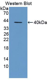 Chemokine (C-X-C Motif) Ligand 1 (CXCL1) Monoclonal Antibody - image 2