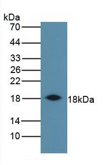 Western Blot; Sample: Recombinant protein.