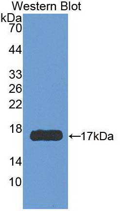 Interferon Gamma (IFNg) Monoclonal Antibody - image 3