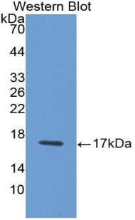 Interferon Gamma (IFNg) Monoclonal Antibody - image 2