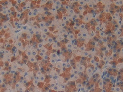 DAB staining on IHC-P; Samples: Rat Stomach Tissue