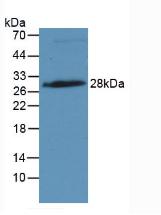 Western Blot; Sample: Rat Uterus lysate; ; Primary Ab: 2µg/ml Mouse Anti-Human IGFBP4 Antibody; Second Ab: 0.2µg/mL HRP-Linked Caprine Anti-Mouse IgG Polyclonal Antibody;