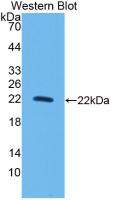 Interleukin 10 (IL10) Monoclonal Antibody - image 2