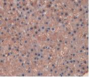 Interleukin 10 (IL10) Monoclonal Antibody - image 4