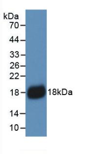 Western Blot; Sample: Lane1: HepG2 cell lysate; Primary Ab: 2µg/ml Mouse Anti-Human IL18 Antibody; Second Ab: 0.2µg/mL HRP-Linked Caprine Anti-Mouse IgG Polyclonal Antibody;