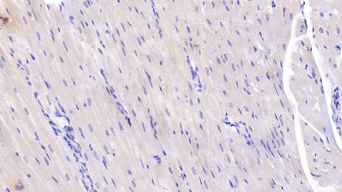 Interleukin 6 (IL6) Monoclonal Antibody - image 5