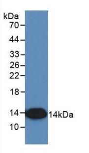 Interleukin 8 (IL8) Monoclonal Antibody - image 2