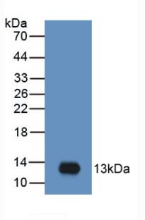 Macrophage Inflammatory Protein 3 Alpha (MIP3a) Monoclonal Antibody - image 2