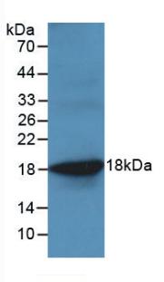 Tumor Necrosis Factor Alpha (TNFa) Monoclonal Antibody - image 2