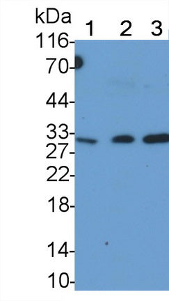 Tumor Necrosis Factor Related Apoptosis Inducing Ligand (TRAIL) Monoclonal Antibody - image 2