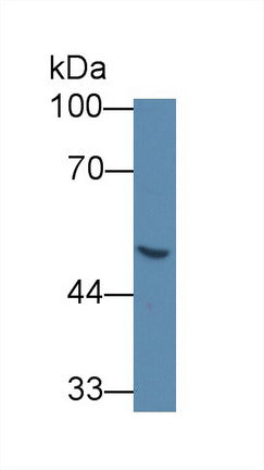 Western Blot; Sample: Recombinant GLa, Human.