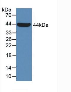 DAB staining on IHC-P; Samples: Human Stomach Tissue; Primary Ab: 40µg/ml Mouse Anti-Human GLa Antibody Second Ab: 2µg/mL HRP-Linked Caprine Anti-Mouse IgG Polyclonal Antibody
