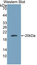 Adrenomedullin (ADM) Monoclonal Antibody - image 2