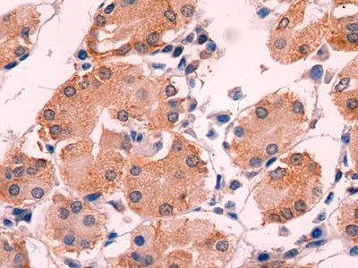 Adrenomedullin (ADM) Monoclonal Antibody - image 3