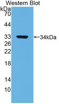 Western Blot; Sample: Lane1: Human Placenta lysate; Lane2: Human 293T cell lysate; Lane3: Human Hela cell lysate; Lane4: Human HepG2 cell lysate; Primary Ab: 2µg/mL Mouse Anti-Human ANXA5 Antibody; Second Ab: 0.2µg/mL HRP-Linked Caprine Anti-Mouse IgG Polyclonal Antibody;