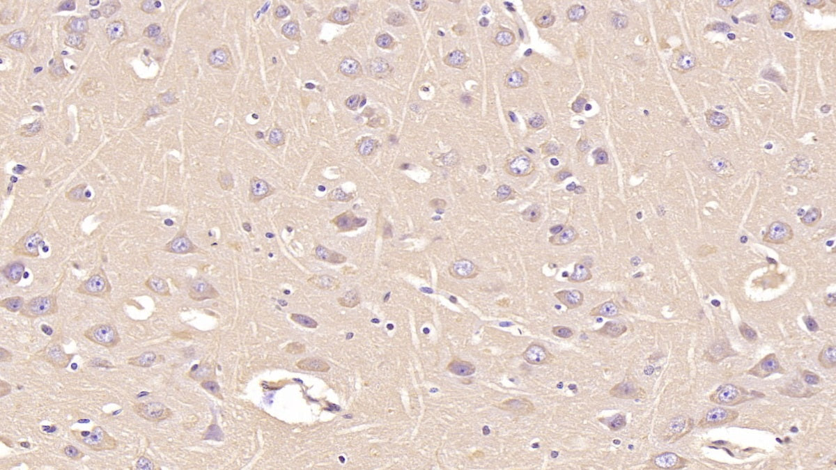 Annexin V (ANXA5) Monoclonal Antibody - image 5