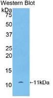 Chemokine (C-X-C motif) ligand 7 (CXCL7) Monoclonal Antibody - image 2