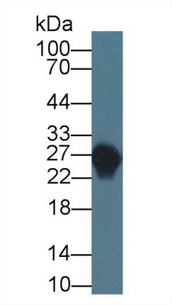 WesternBlot;Sample:RecombinantAPOA1,Rabbit.