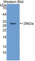 DAB staining on IHC-P; Samples: Rabbit Liver Tissue;  Primary Ab: 10µg/ml Mouse Anti-Rabbit APOA1 Antibody Second Ab: 2µg/mL HRP-Linked Caprine Anti-Mouse IgG Polyclonal Antibody