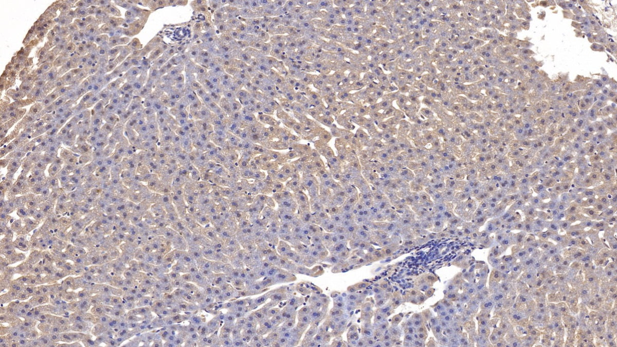 Apolipoprotein A1 (APOA1) Monoclonal Antibody - image 4