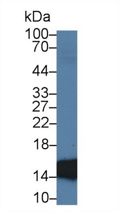 Western Blot; Sample: Recombinant FABP2, Rat.