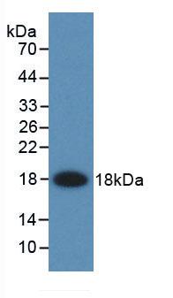 DAB staining on IHC-P; Samples: Rat Small intestine Tissue;  Primary Ab: 40µg/ml Mouse Anti-Rat FABP