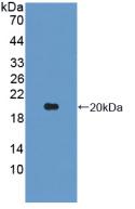 Interleukin 1 Beta (IL1b) Monoclonal Antibody - image 2