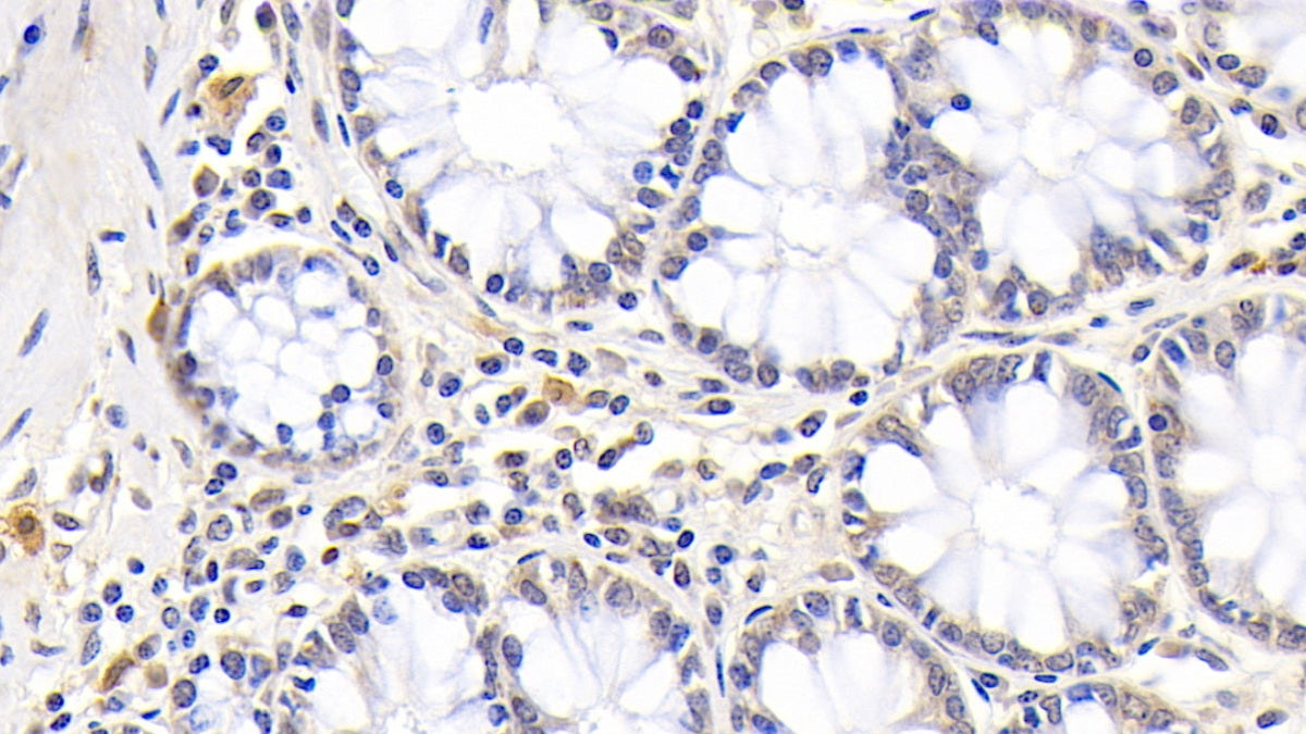 Myeloperoxidase (MPO) Monoclonal Antibody - image 3