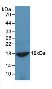 Adiponectin (ADPN) Monoclonal Antibody - image 2