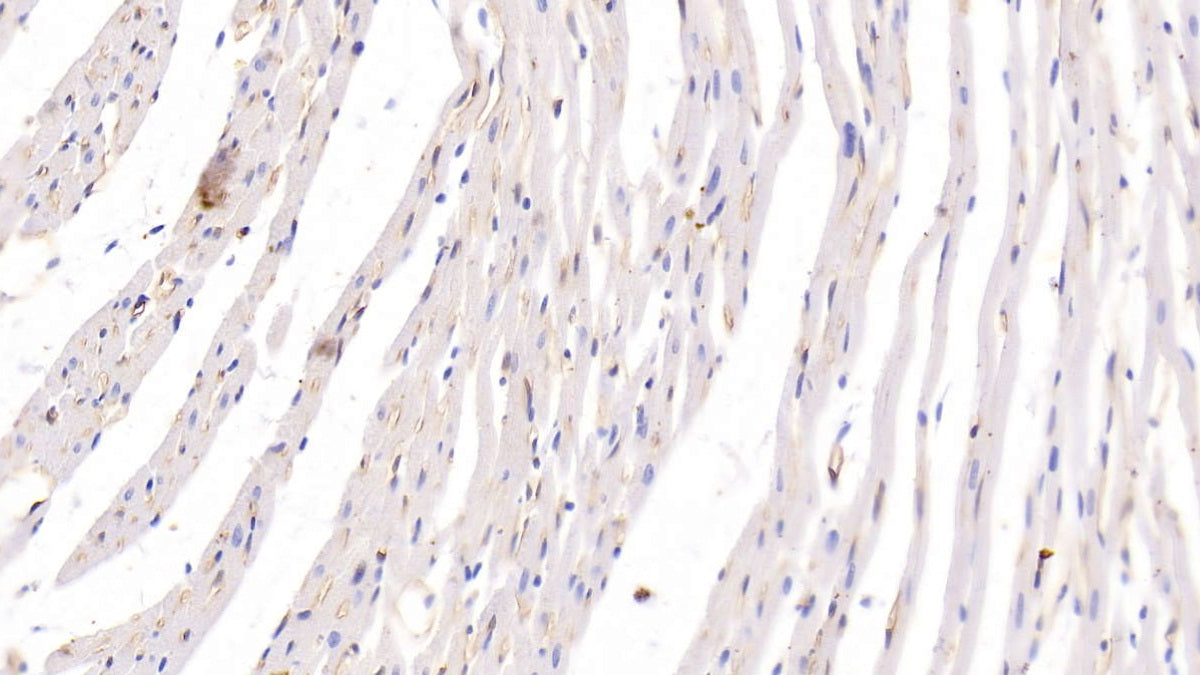 DAB staining on IHC-P; Samples: Rat Oviduct Tissue; Primary Ab: 10ug/ml Mouse Anti-Rat ADP Antibody Second Ab: 2µg/mL HRP-Linked Caprine Anti-Mouse IgG Polyclonal Antibody