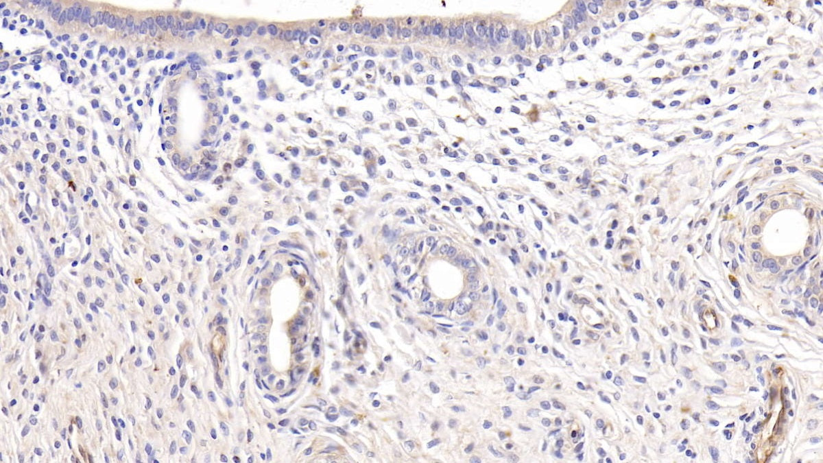 Adiponectin (ADPN) Monoclonal Antibody - image 4