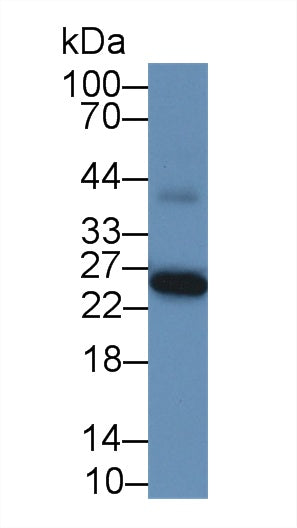 Figure. Western Blot ;Sample: Recombinant GSTa1, Human.